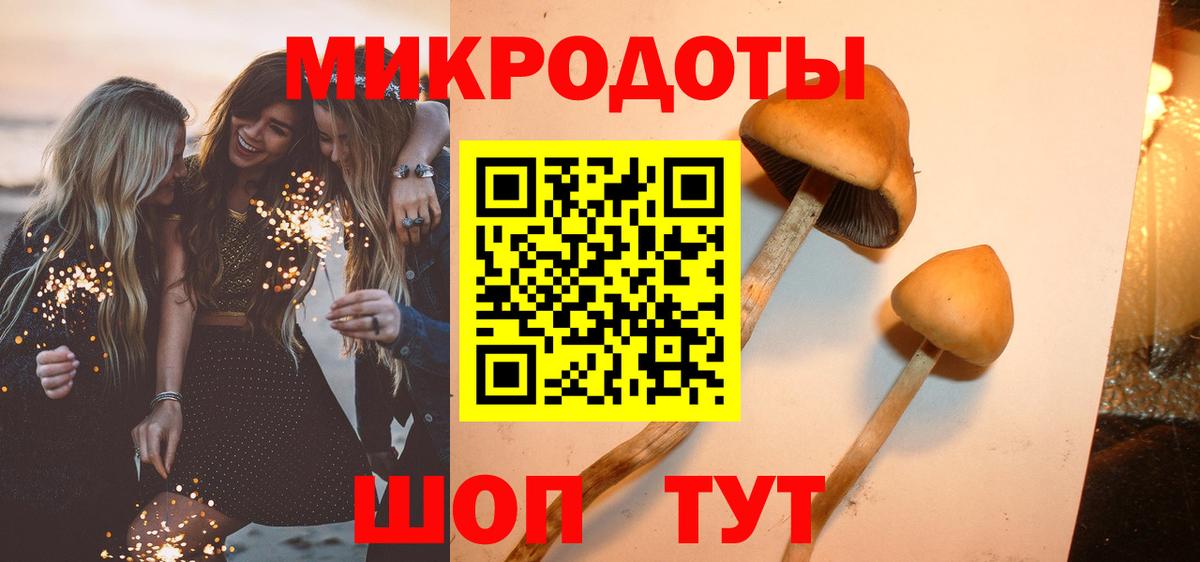 Галлюциногенные грибы Psilocybe Зима